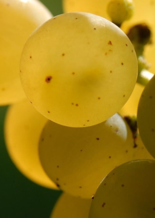 Vollreifer Chardonnay auf dem Steinkopf 6